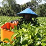 Teh Lokal Terancam? Ini Strategi Selamatkan Petani!