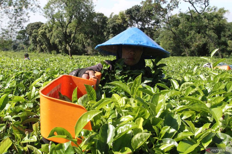 Teh Lokal Terancam? Ini Strategi Selamatkan Petani!