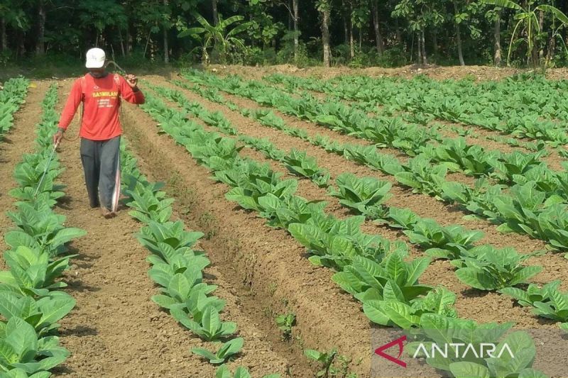 Harga Tembakau Sumenep Dipatok! Petani Untung?