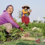 Ekonesia -  Petani Keluarga Garda Depan Pangan RI