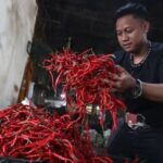 Harga Cabai Bawang Turun Drastis Kejutan Pasar?