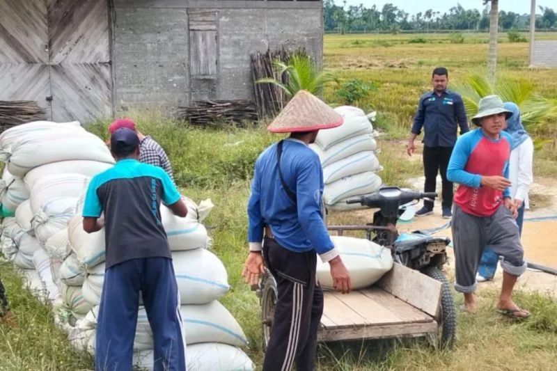 Petani Kaya Raya NTP Melonjak Drastis Ini Pemicunya