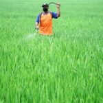 Revolusi Padi Indonesia Lebih dari Sekadar Beras!