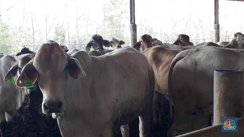 MBG Untungkan Emiten Daging? Ini Kata Bos BEEF 1 MBG Untungkan Emiten Daging? Ini Kata Bos BEEF